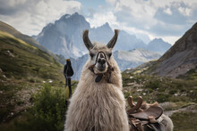 Closeup Of Peruvian Llama In The Andes And Mountains, Llama Of Cusco