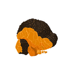 Wall Mural - Vector illustration, Inonotus obliquus, commonly called chaga, isolated on white background.