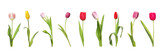 Fototapeta Tulipany - Set of beautiful tulips in different colors isolated on white