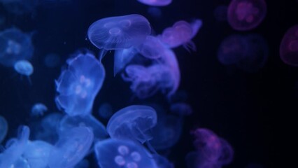 Wall Mural - Close-up Jellyfish, Medusa in fish tank with neon light.Aquarium tank.