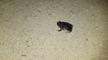 Frog, Toad, Black Frog, Black Toad, Outdoor Animal, Amphibian, Reptile, Bullfrog, Frog, Amphibian, Toad, Animal, Nature, Wildlife, Green, Brown, Macro, Eye, Reptile, H2o, Frog, Wild One, Sand, Small, 