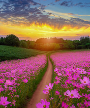 Landscape Of The Dirt Road And Beautiful Cosmos Flower Field At Sunset Time.