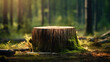 Tree stump foreground with summer forest
