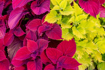 Wall Mural - full frame abstract texture background of bright red and yellow coleus plants in a sunny garden