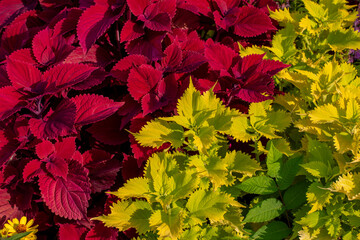 Wall Mural - full frame abstract texture background of bright red and yellow coleus plants in a sunny garden