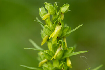 Wall Mural - Frog Orchid (Coeloglossum viride) macro photography