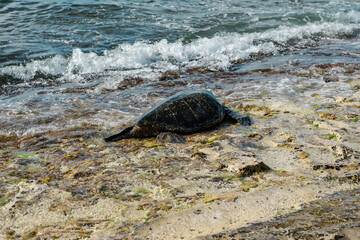 Wall Mural - Laniakea Beach, North Shore of Oahu Hawaii. The green sea turtle (Chelonia mydas), also known as the green turtle, black (sea) turtle or Pacific green turtle,
