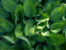Plantain Lily (hosta) 'Gold Standard' Is Medium To Large Hosta Forming Dense, Overlapping Mound Of Wide-oval, Slightly Cupped Leaves With Irregular Margines, The Leaf Centers Change To Yellow