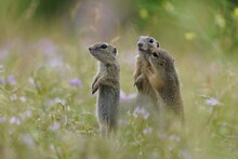 Three Young Ground Squirrels Pose In The Grass. Spermophilus Citellus