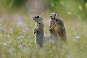 three young ground squirrels pose in the grass. spermophilus citellus