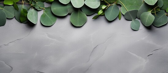Aufkleber - green eucalyptus leaves arranged on a stone table with a frame made of eucalyptus branches. captured