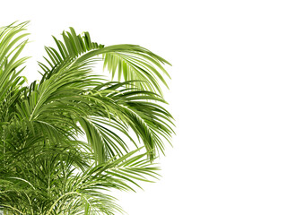 Wall Mural - Palm tree isolated on white