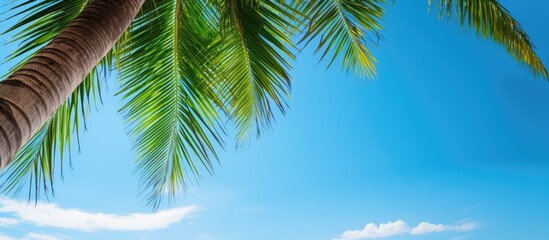 Poster - A high-resolution image of a coconut palm tree with green branches against a blue sky background. The