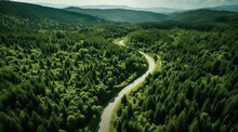 Aerial Aerial Road Winding Path Forest Tree Canopy