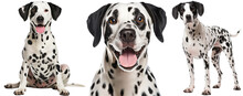 Happy Dalmatian Dog Collection (portrait, Sitting, Standing) Isolated On A White Background As Transparent PNG, Animal Bundle