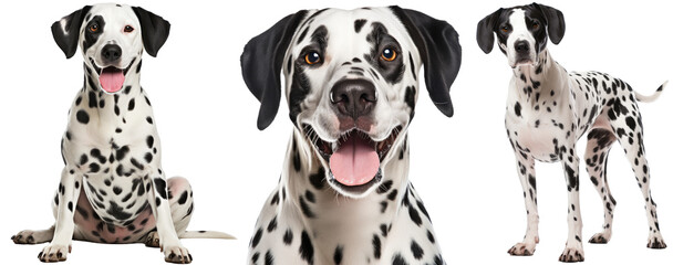 Wall Mural - happy dalmatian dog collection (portrait, sitting, standing) isolated on a white background as transparent PNG, animal bundle