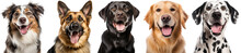 Bundle Of Five Portraits Of Happy Dogs, Australian Shepherd, German Shepherd, Labrador, Golden Retriever, Dalmation, Animal Collection Isolated On A White Background As Transparent PNG