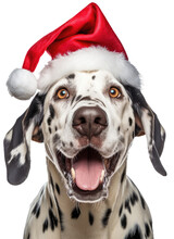 Happy Dalmatian Dog Wearing A Santa Hat For Christmas Isolated On A White Background As Transparent PNG