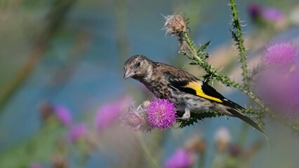 Wall Mural - European Goldfinch Carduelis carduelis, a bird looks for seeds in plants. Close up.