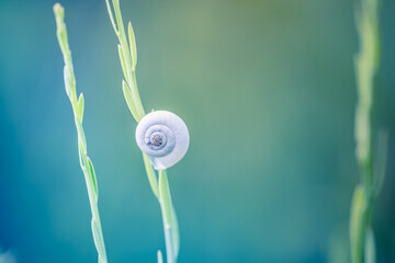 Wall Mural - Beautiful close up ecology nature landscape with meadow and white snail shell. Abstract green grass line background. Tranquil spring summer natural blurred soft pastel green blue lush foliage