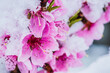 © decorator - Winter flower, Pink Peach Flower under Snow with white background. Pink flowers in the snow in early spring.