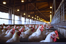 Life On A Chicken Farm