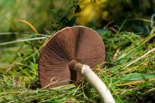 Plucked Big Mushroom On The Grass