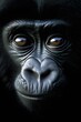 portrait of  gorilla Baybe looking at you wide open eyes 