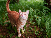 Cute Ginger Cat In A Green Grass In A Forest. Selective Focus. Predator In A Nature Setting. Hunting And Living In A Wild Concept.