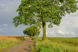 Fototapeta Tęcza - Drzewo przy polnej drodze, w tle początek tęczy