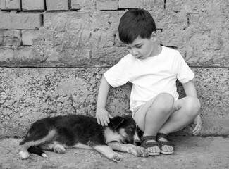 stray husky dog with two different colored eyes, heterochromia dysfunction.cute dog outside lying on road, street. kid cute boy child petting animal.black and white photo, colorful eyes close up