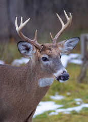 Poster - White-tailed deer buck walking in a snow covered meadow in Canada