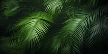 Closeup Of Beautiful Palm Leaves In A Wild Tropical Palm Garden, Dark Green Palm Leaf Texture Concept Full Framed