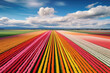 Endless Fields Of Tulips, Drone View. Generative AI