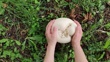 Picking Giant Puffball, Tasty Edible Mushroom
