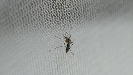 Aedes aegypti Mosquito on white mosquito wire mesh