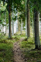 Sticker - Scenic path through a lush forest, featuring tall trees.