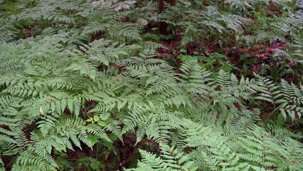 Poster - Green bushes and plants growing in the dense forest