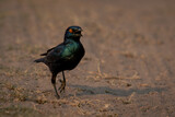 Fototapeta Tęcza - Greater blue-eared starling hopes along sandy track