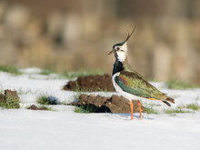 Lapwing In The Late Snow Of March In Yorkshire England