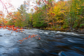 Wall Mural - Stunning autumn colours along a river with fast flowing water and rapids