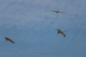 Poster - Sandhill cranes, Grus canadensis birds flying high in the blue sky