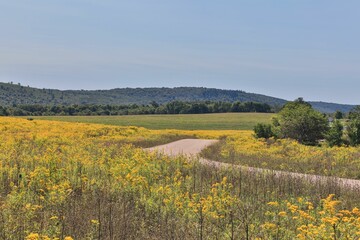 Sticker - Scenic road passes through a vibrant goldenrod field. Western Maryland, United States.