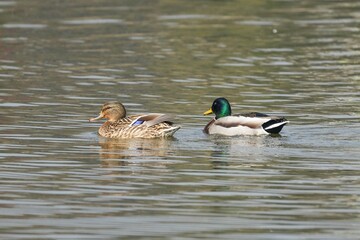 Sticker - Mallard ducks swimming in a body of water