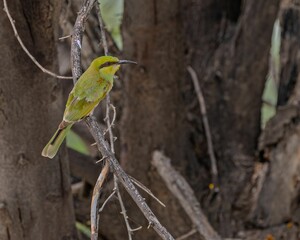 Sticker - Closeup of a Blue-cheeked bee-eater perched on a branch of a tree on a sunny day