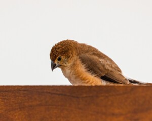 Poster - a small brown bird sitting on a wooden fence rail with the sky in the background