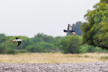 two birds flying over a brown field with trees in the background