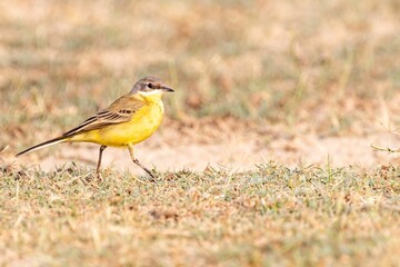 Poster - Closeup of a yellow wagtail perched in a lush, green grassy area on a sunny, summer day