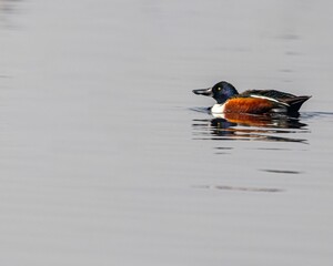 Wall Mural - Closeup shot of a shoveler duck swimming on a pond surface