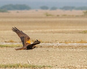 Wall Mural - Shot of an eagle soaring through the air very close to the ground